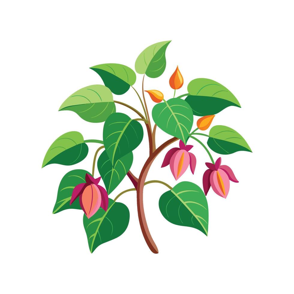 Charming Hoyas Plant Design vector