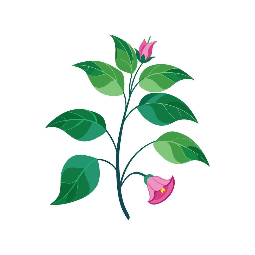 Beautiful Hoyas Plant Illustration vector