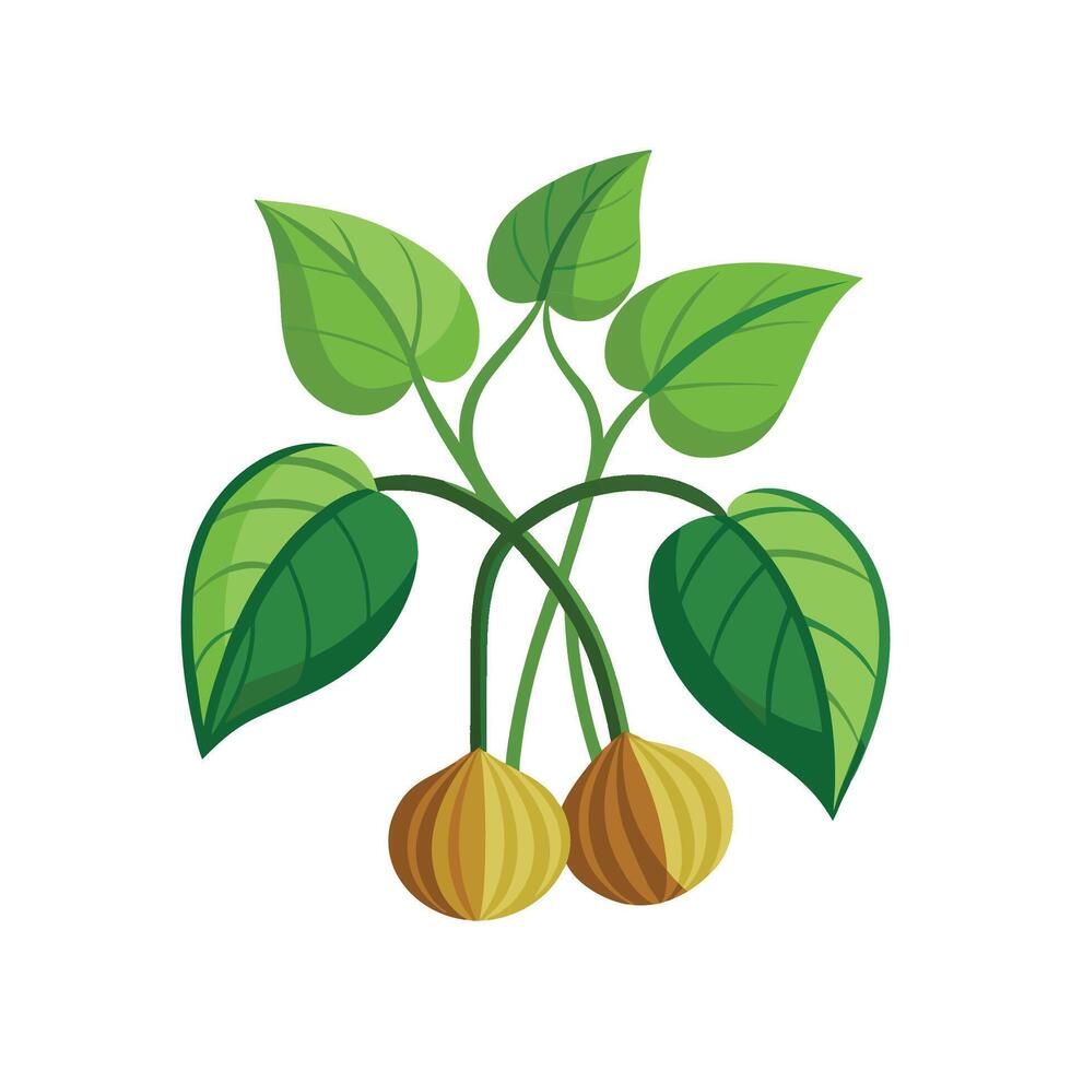 Charming Hoyas Plant Illustration vector