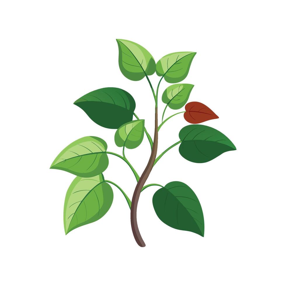 Vibrant Hoyas Plant Artwork vector