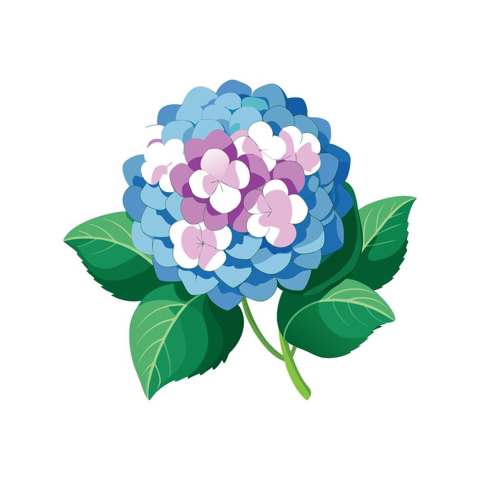 Beautiful Hydrangea Plant Illustration vector