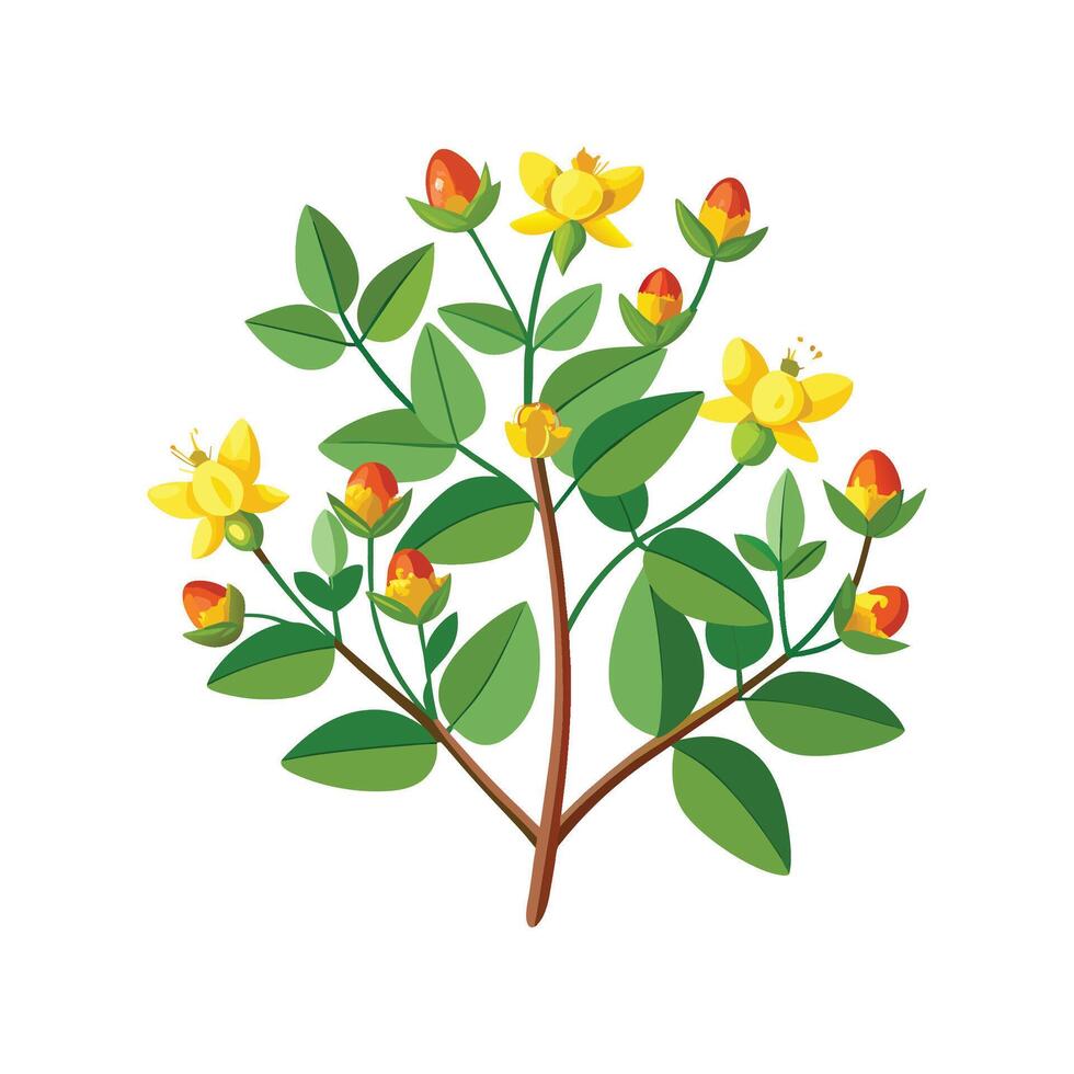 Elegant Hypericum Plant Artwork vector
