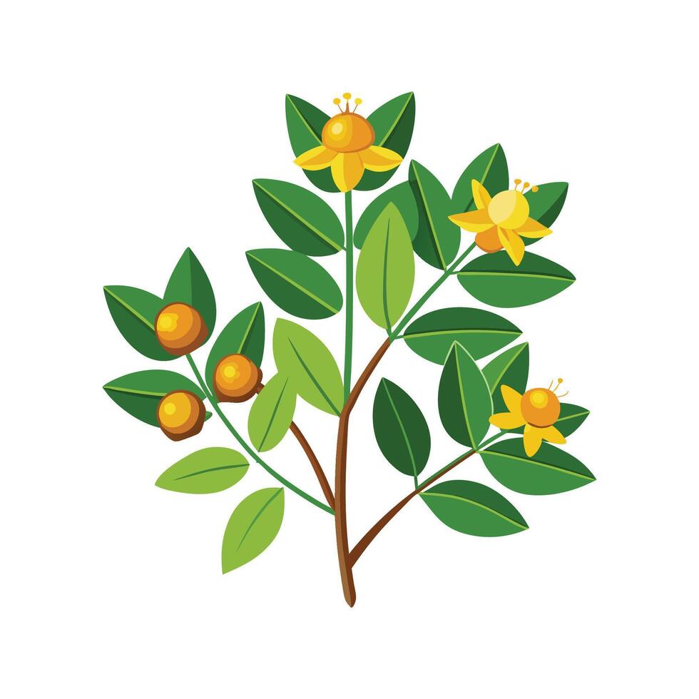 Charming Hypericum Plant Design vector