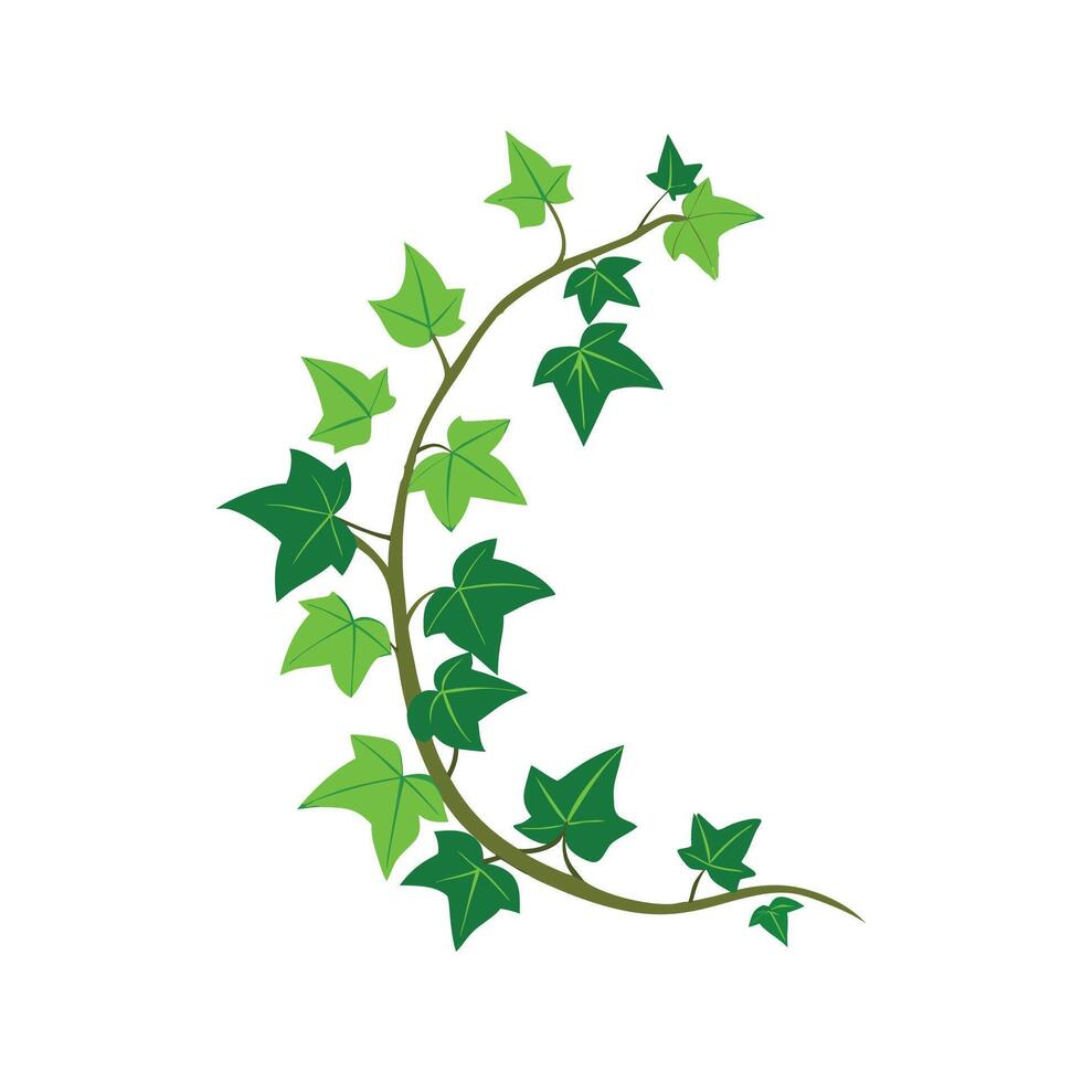 Charming Ivy Plant Artwork vector