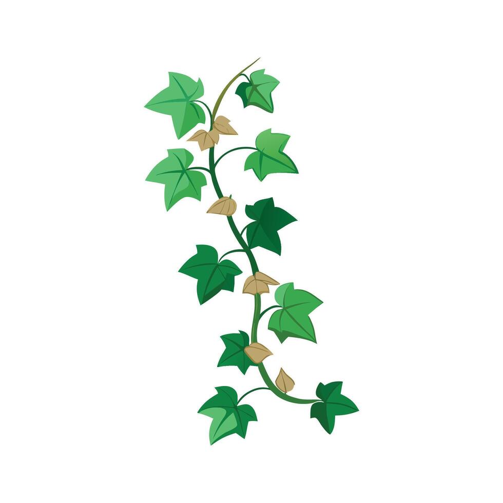 Beautiful Ivy Plant Design vector