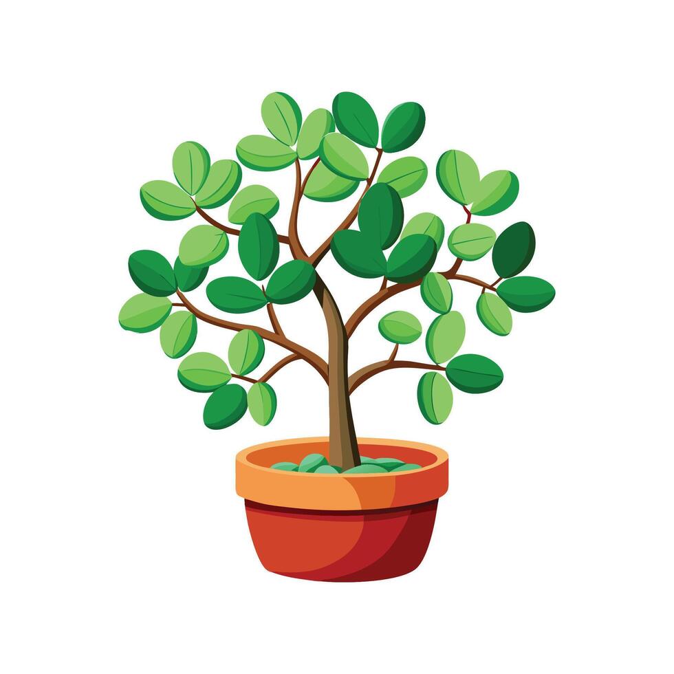 Elegant Jade Plant for Indoor Use vector