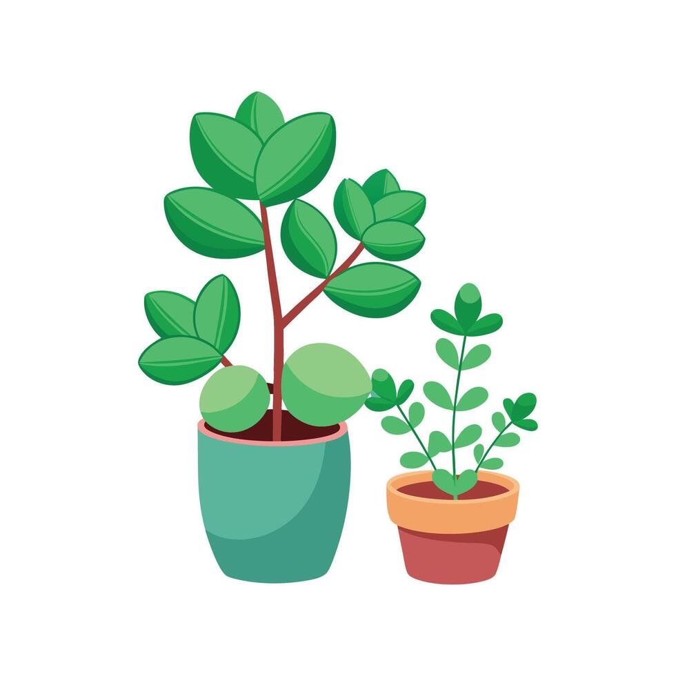Charming Jade Planamint Plant Design vector