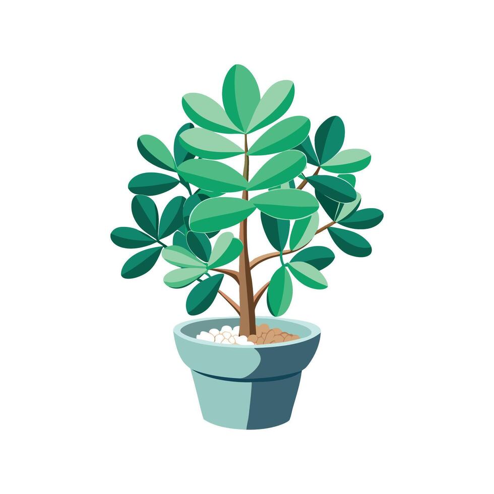 Elegant Jade Plant Design with Unique Blooms vector