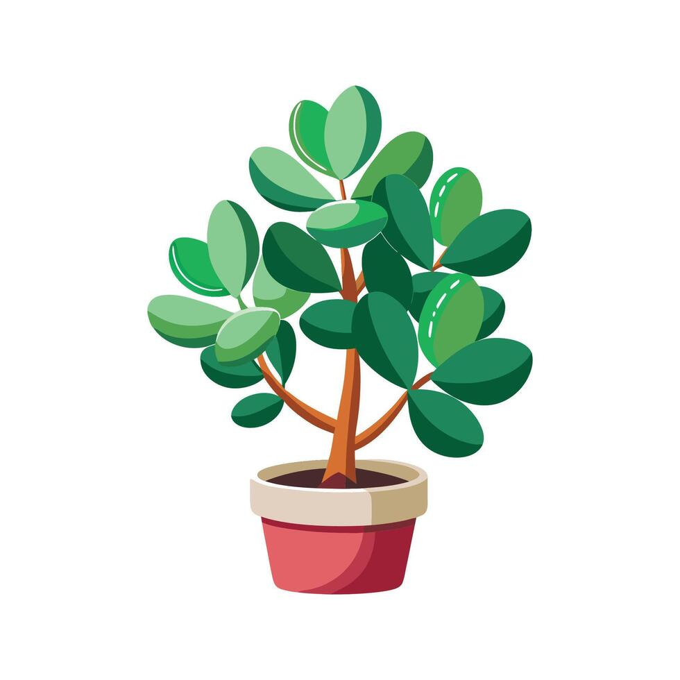 Nutritious Jade Plant for Healthy Living vector