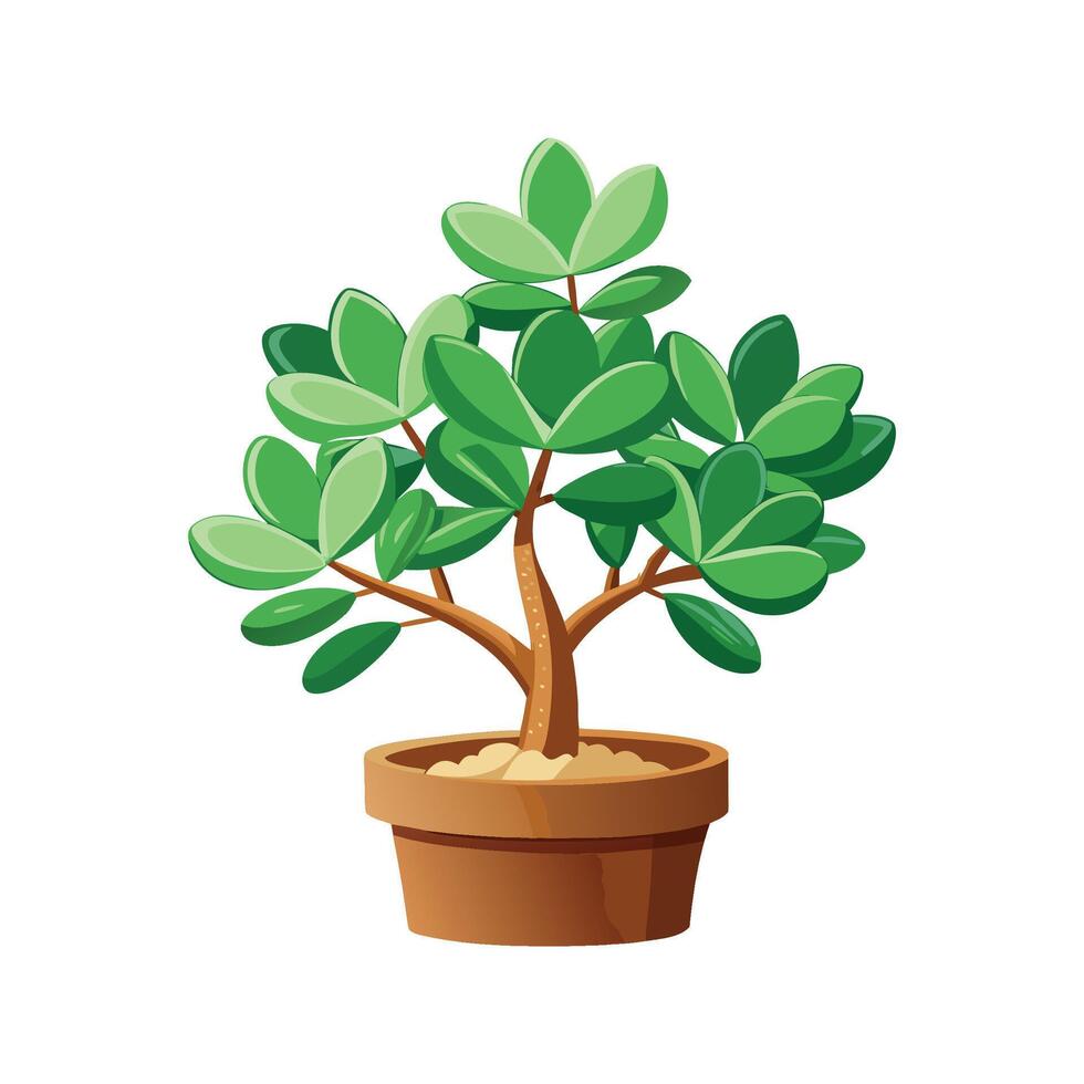 Beautiful Jade Plant for Home Decor vector