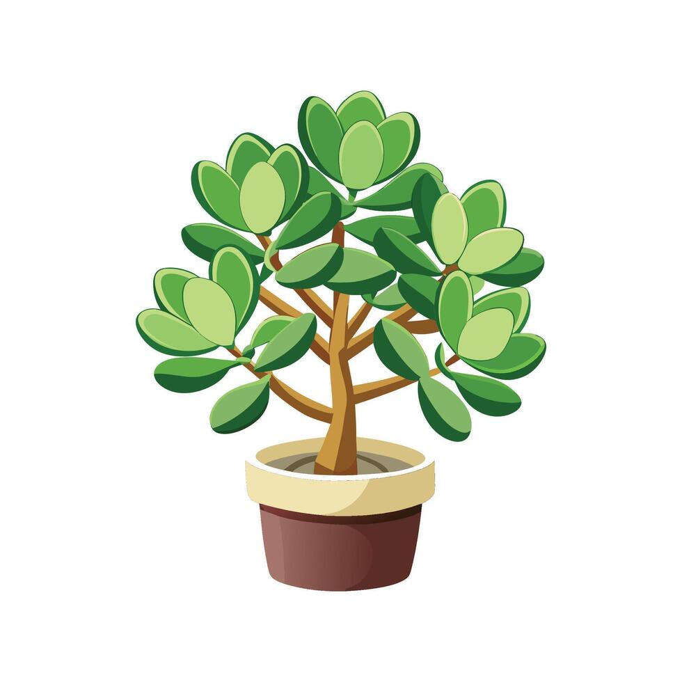 Unique Jade Plant Crassula Ovata Design vector