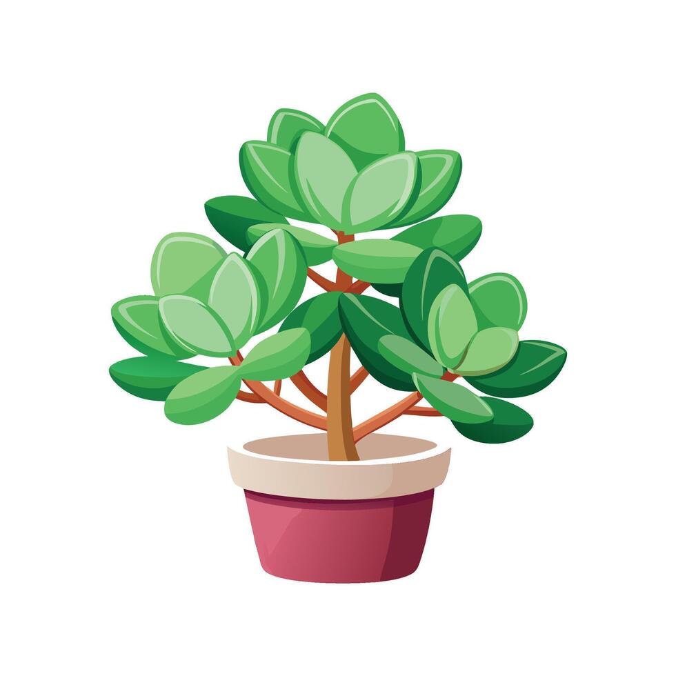 Nutritious Crassula Ovata Jade Plant for Homes vector