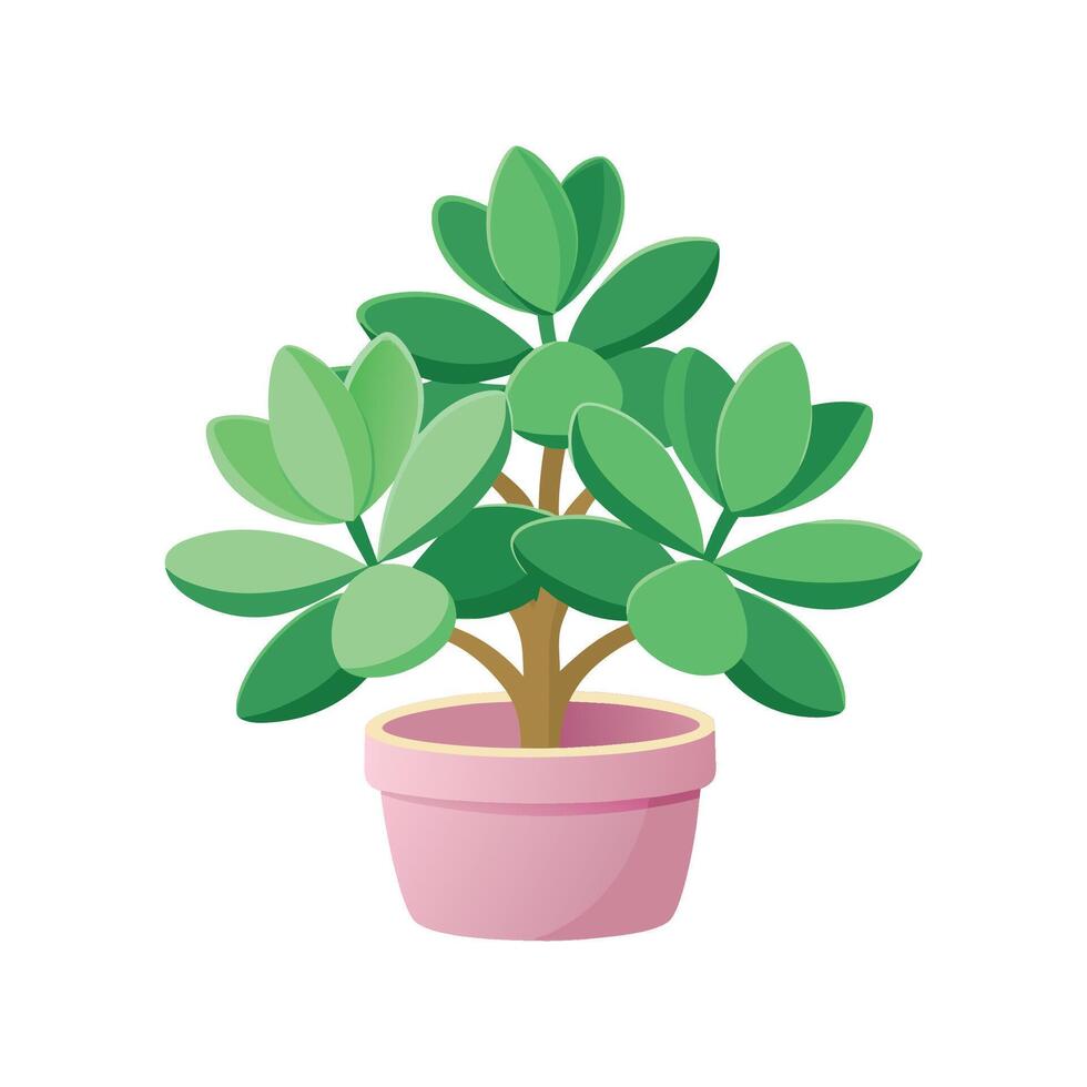 Lovely Jade Plant Crassula Ovata Design vector