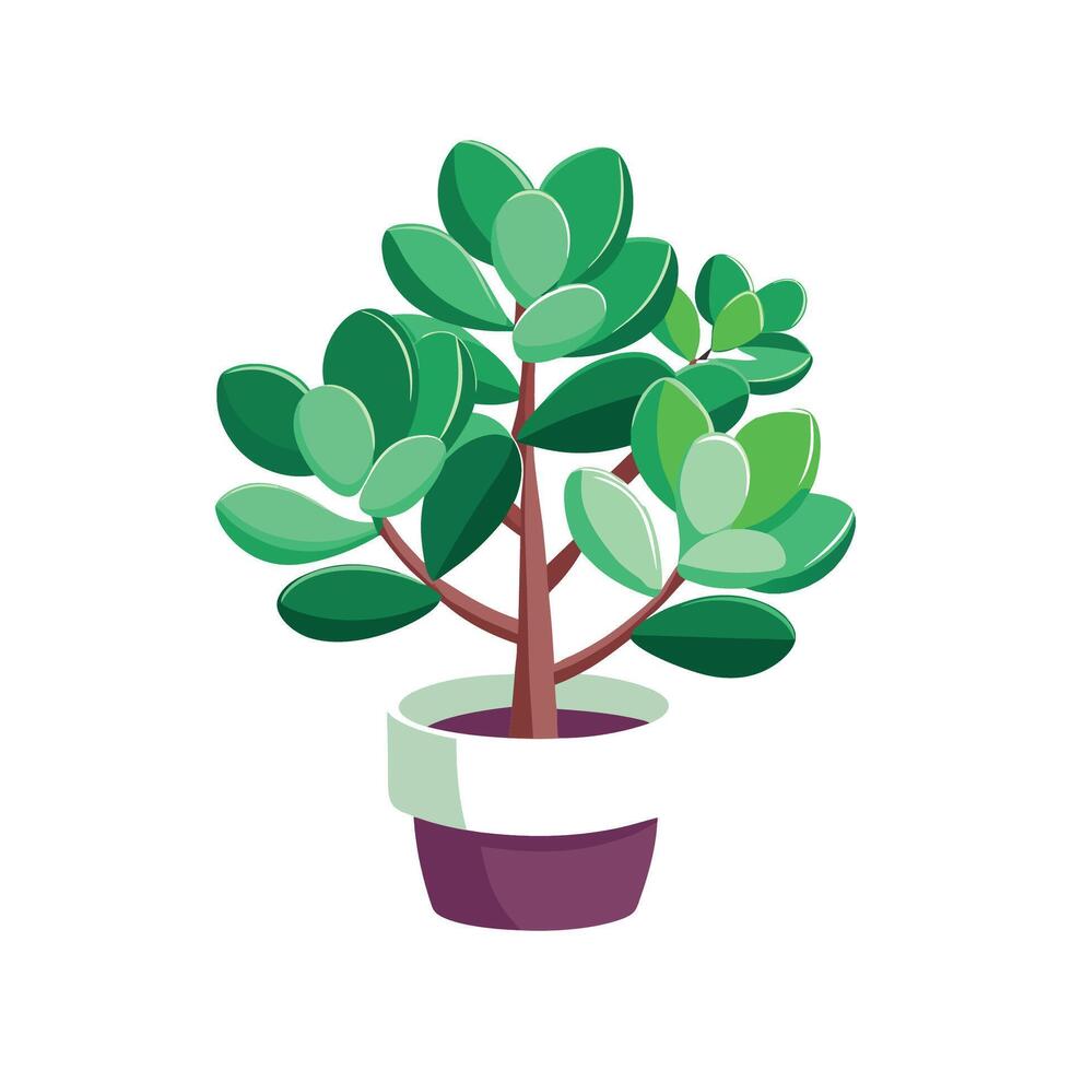 Elegant Jade Plant Crassula Ovata Design vector
