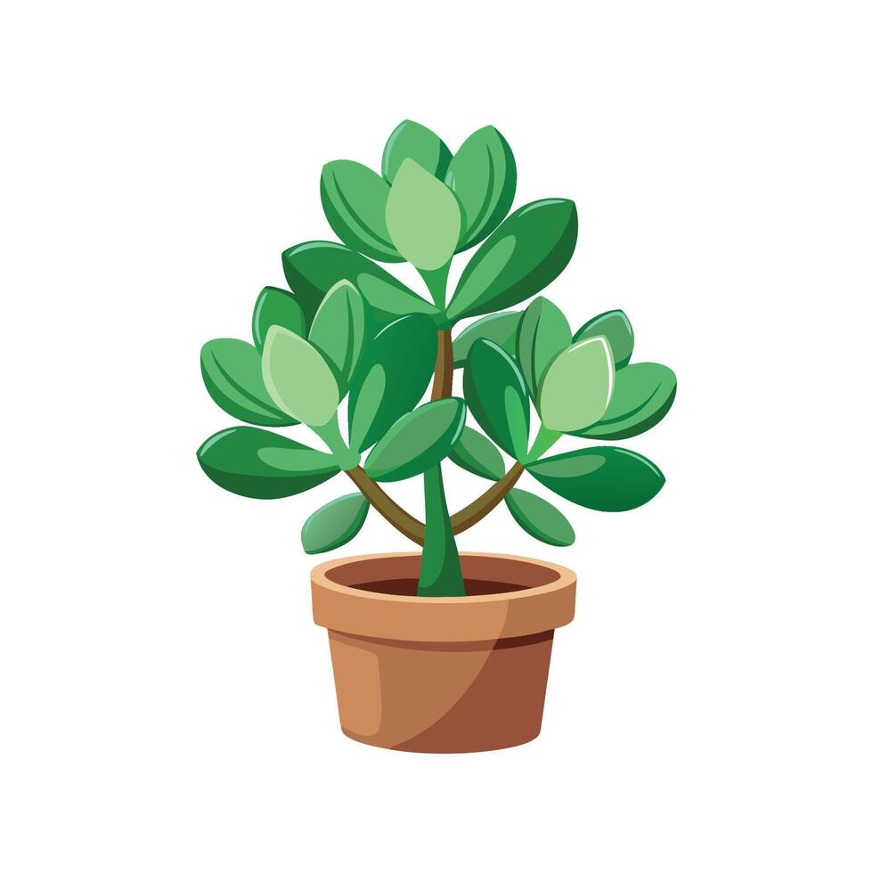 Charming Crassula Ovata Jade Plant for Gardens vector