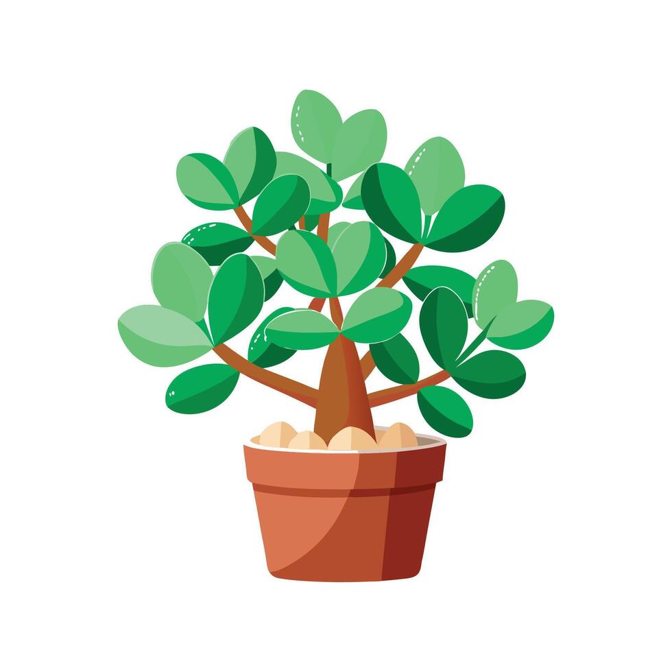 Charming Jade Plant Crassula Ovata Design vector