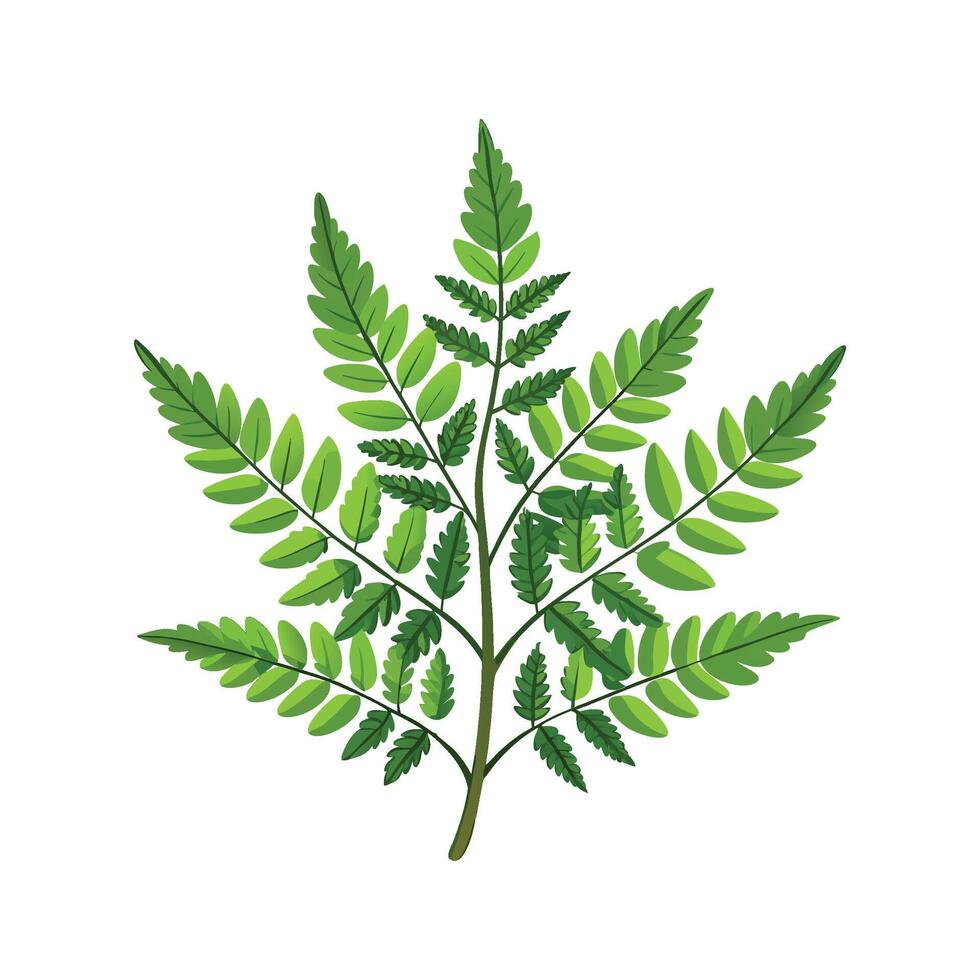 Beautiful Japanese Fern Illustration vector