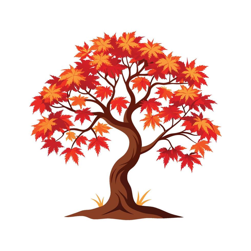 Stunning Japanese Maple Acer Palmatum Design vector