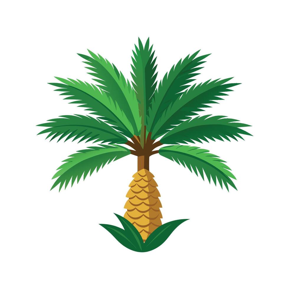 Beautiful Japanese Sago Palm Illustration vector