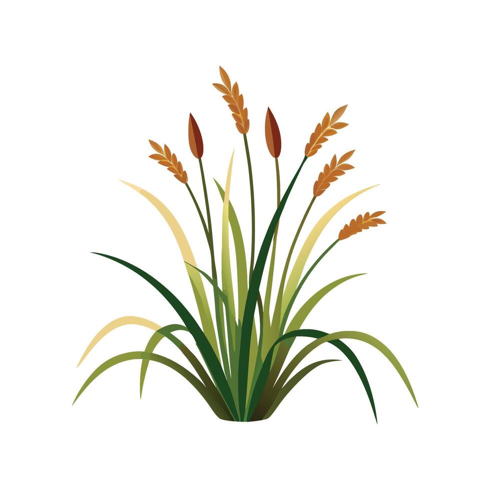 Beautiful Japanese Sedge Illustration vector
