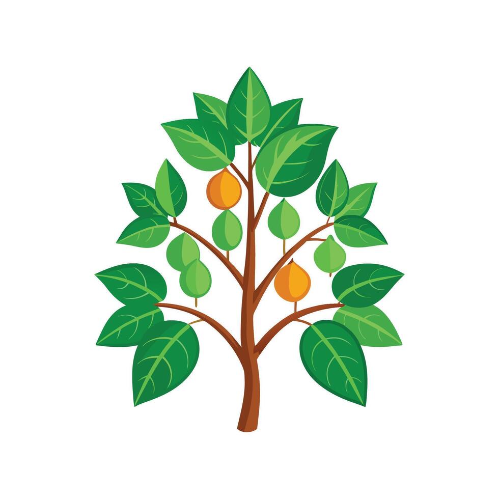 Beautiful Jatropha Plant Illustration vector