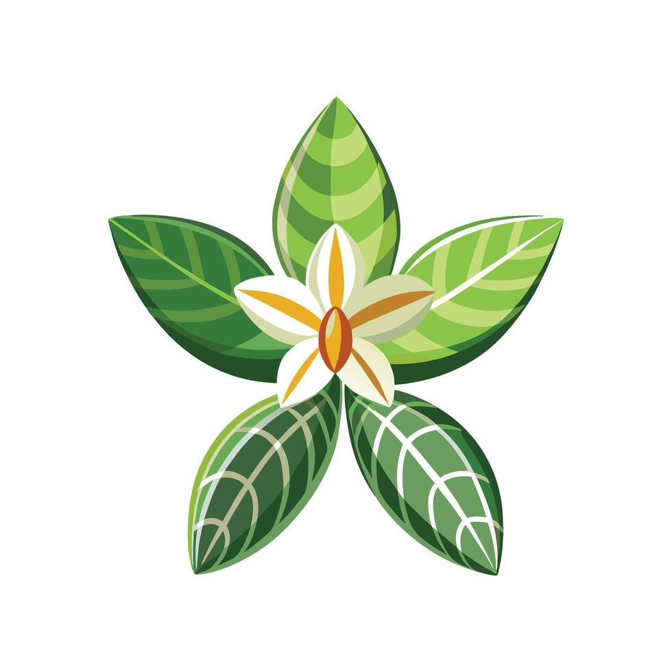 Charming Jewel Orchid Artwork vector
