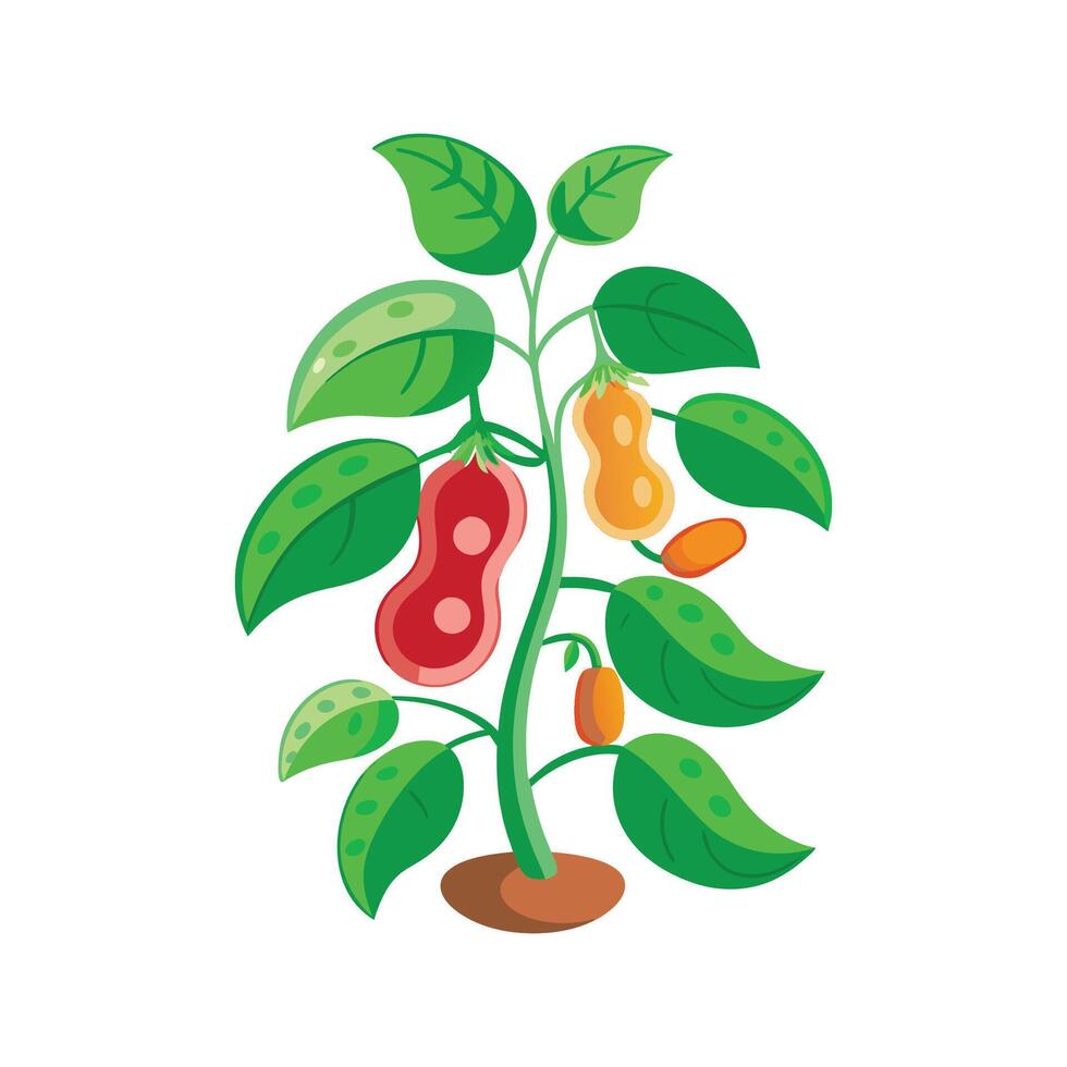 Beautiful Jellybean Plant Illustration vector