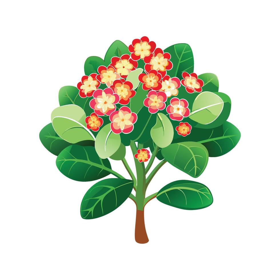 Elegant Kalanchoe Blossfeldiana Plant Design vector