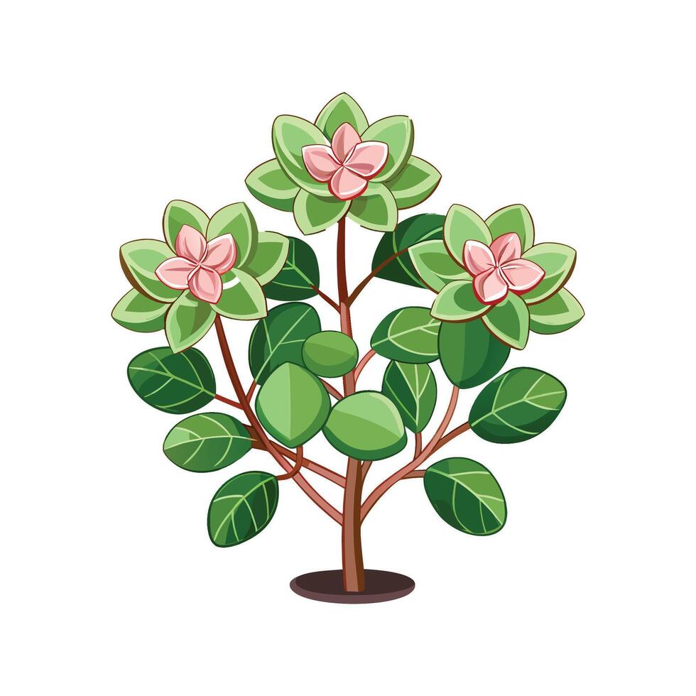 Charming Kalanchoe Luciae Artwork vector