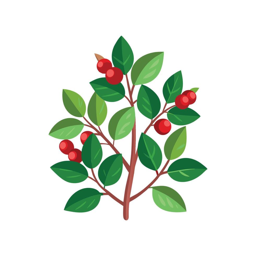 Charming Karamu Coprosma Plant Design vector