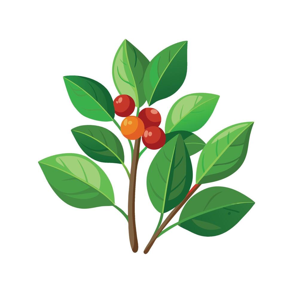 Elegant Karamu Coprosma Plant Artwork vector