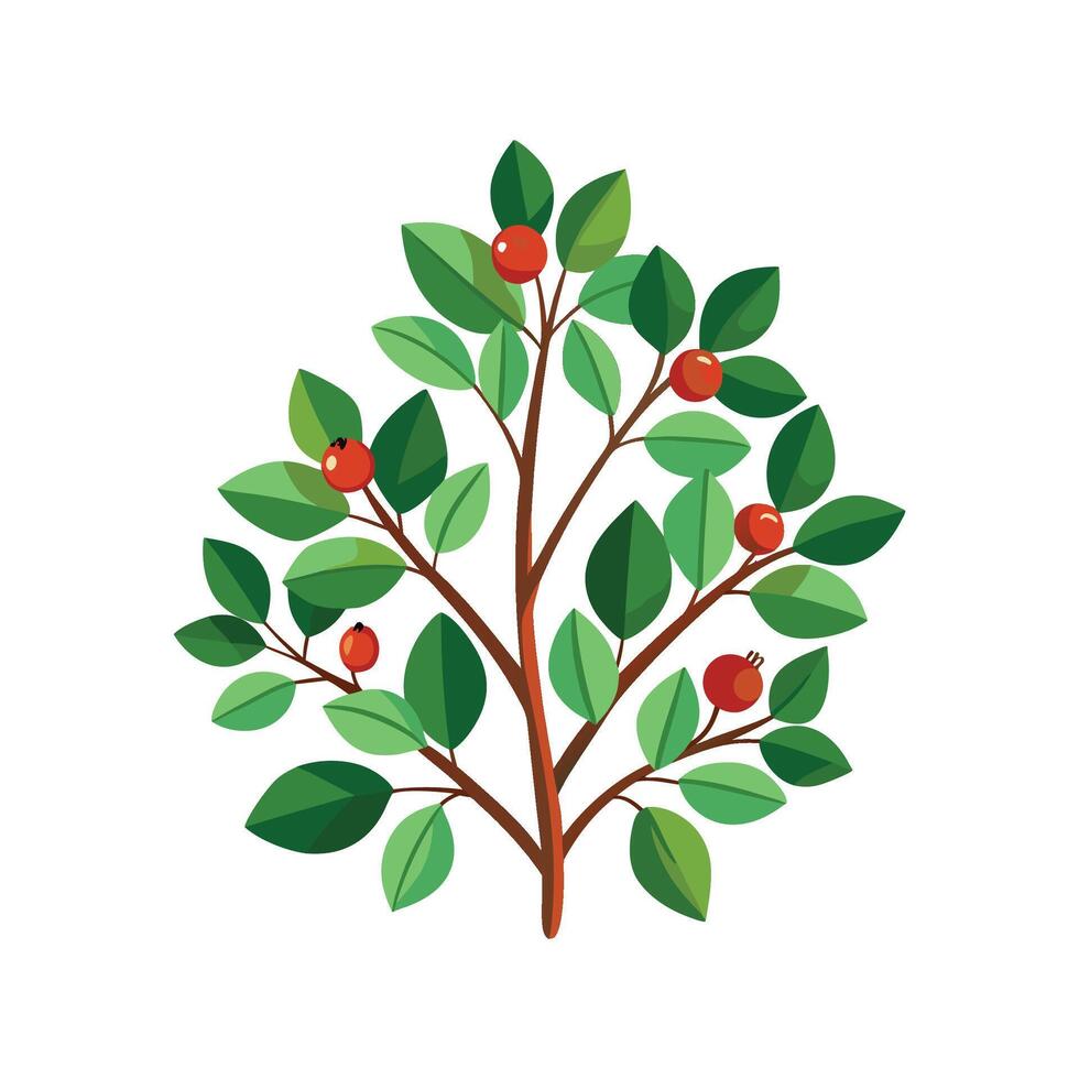 Beautiful Karamu Coprosma Illustration vector