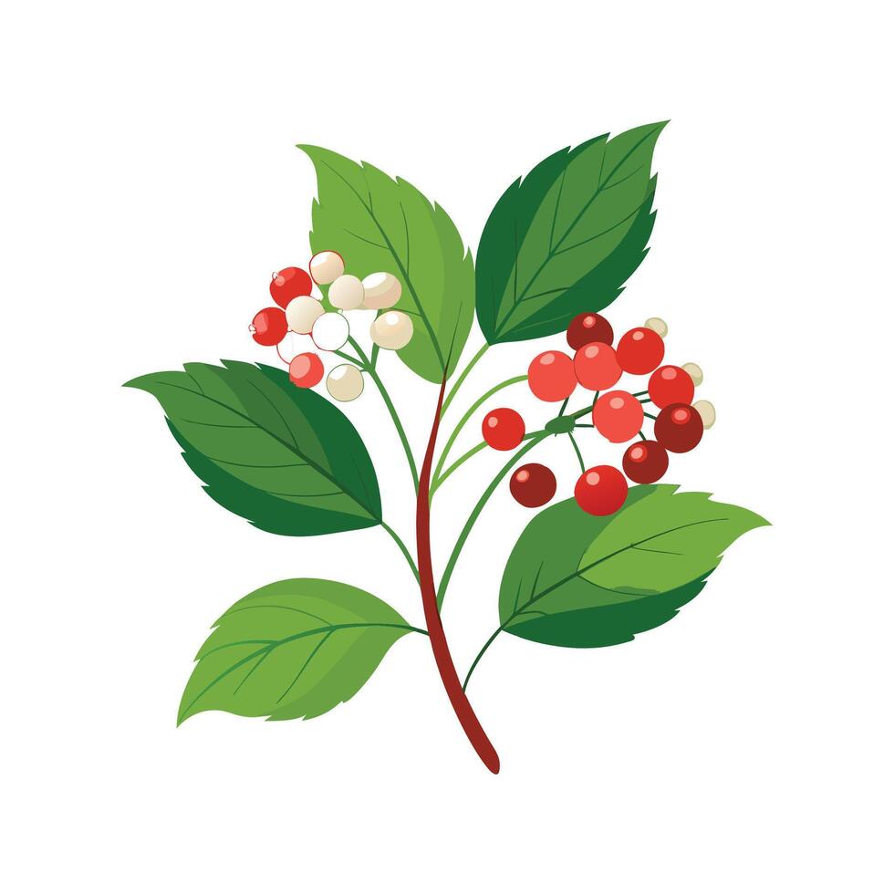 Elegant Korean Spice Viburnum Plant Design vector