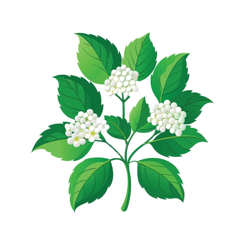 Beautiful Korean Spice Viburnum Illustration vector