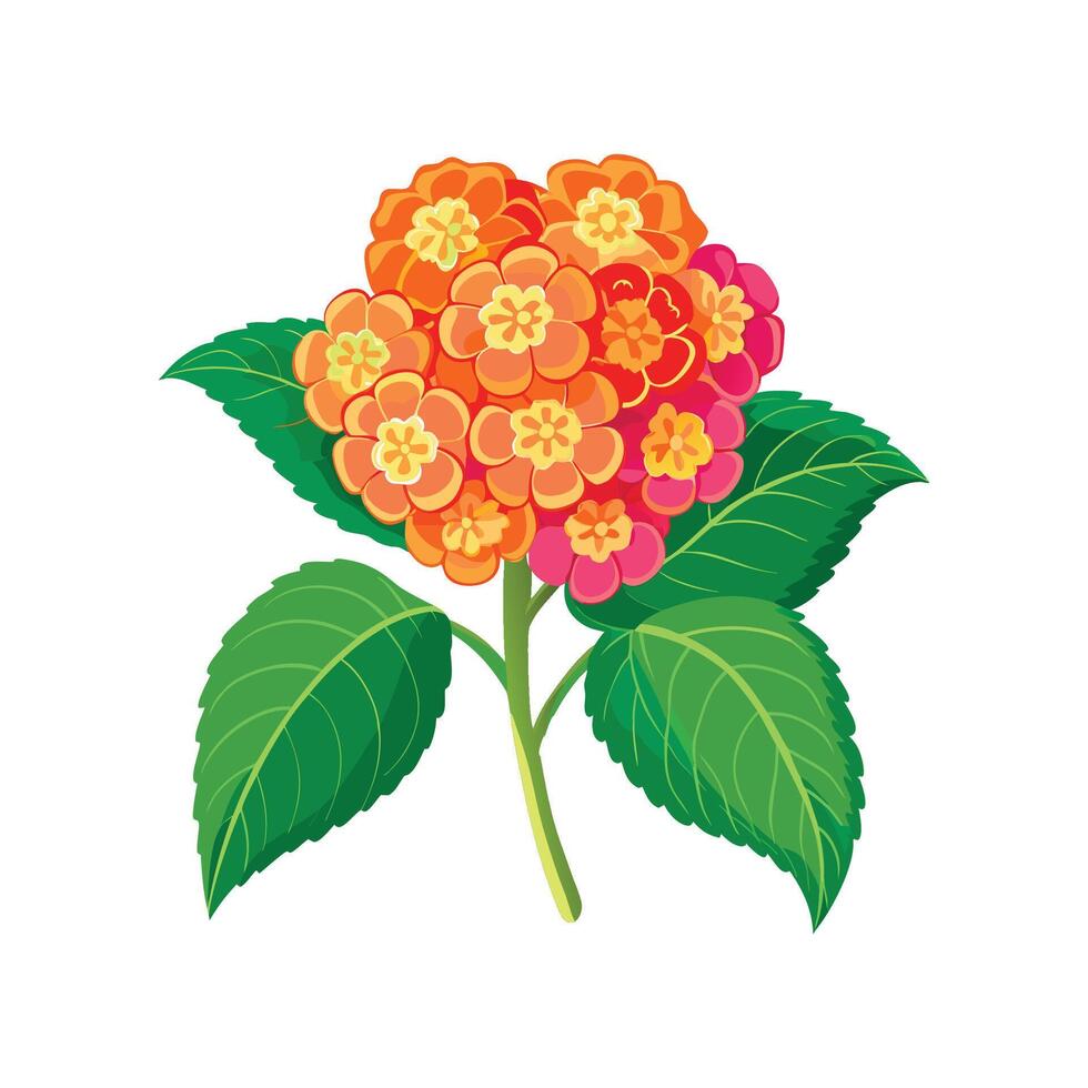 Elegant Lantana Plant Illustration vector