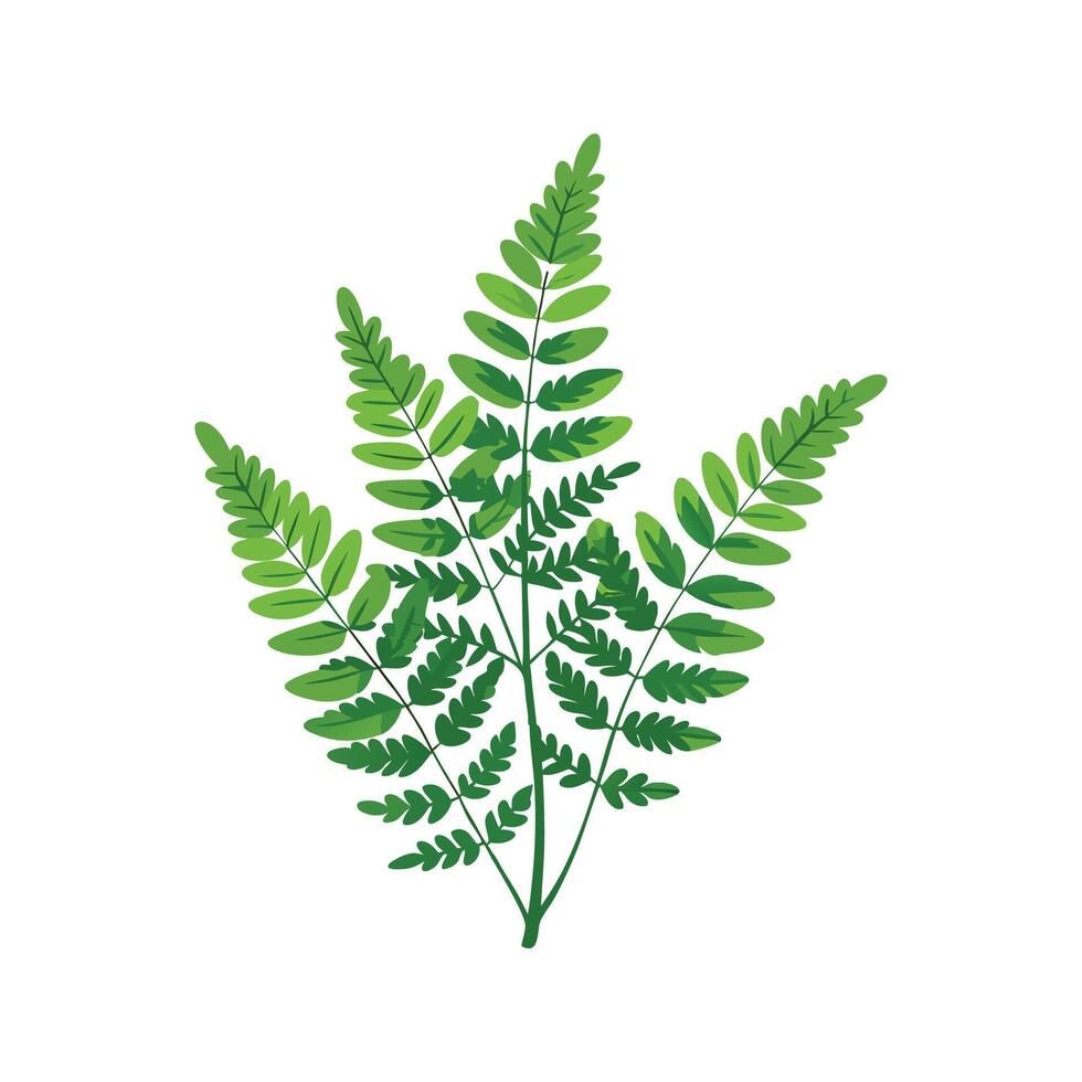 Elegant Adiantum Plant Design vector