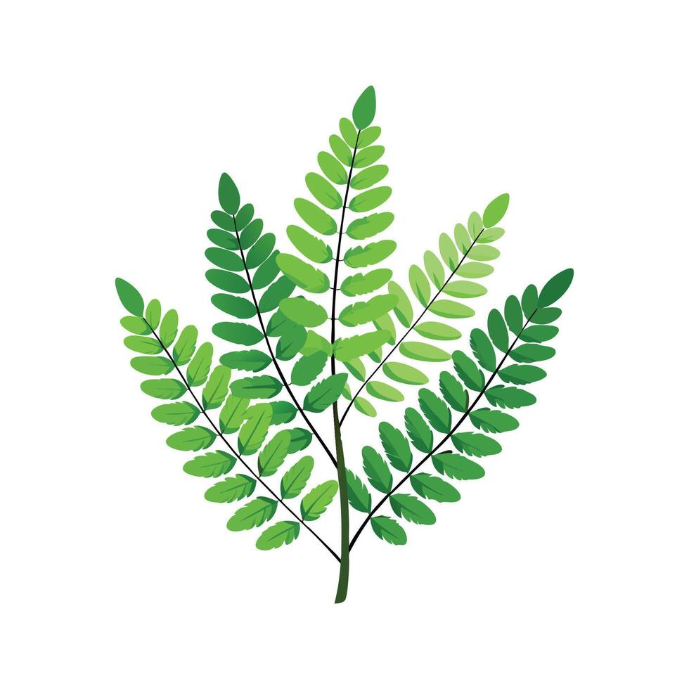 Charming Adiantum Plant Artwork vector