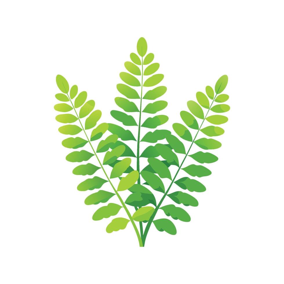 Graceful Adiantum Plant Design vector