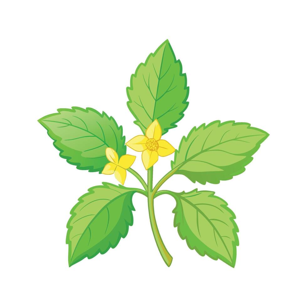 Lemon Balm Melissa Officinalis Design vector