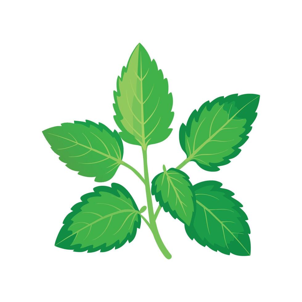 Charming Lemon Balm Plant Art vector