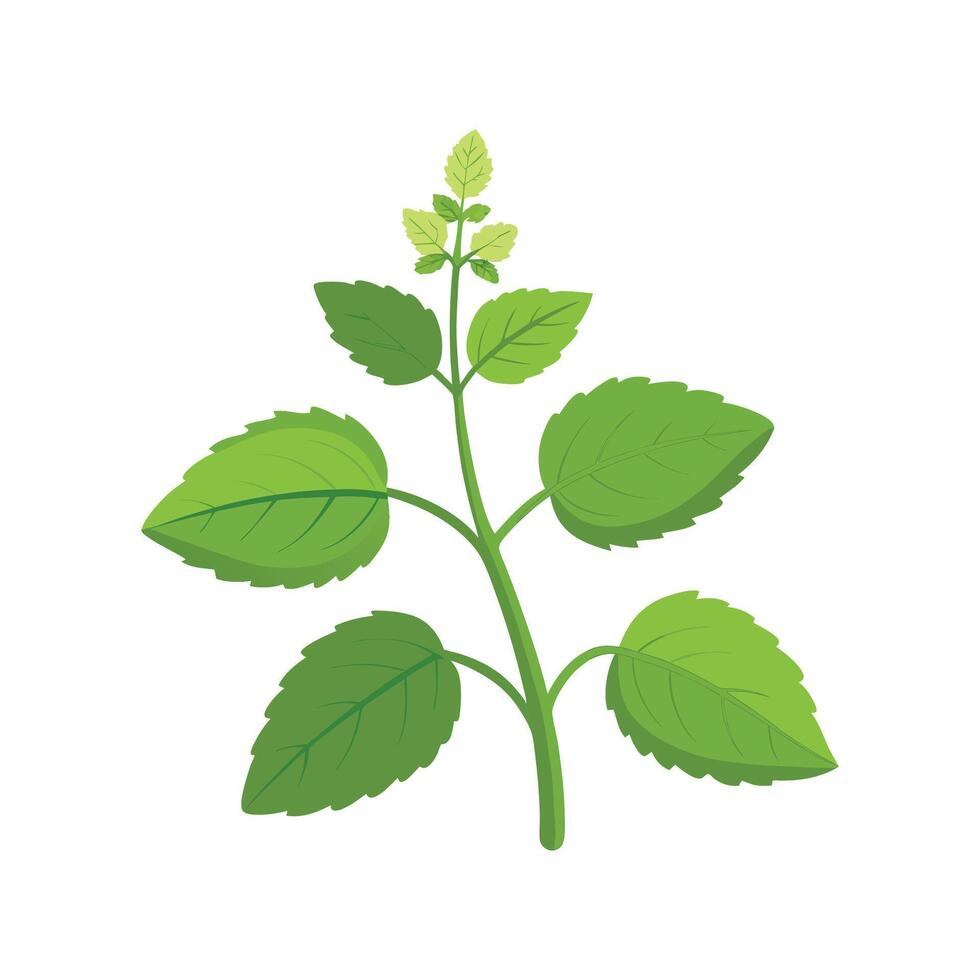 Charming Lemon Balm Melissa Officinalis Plant vector