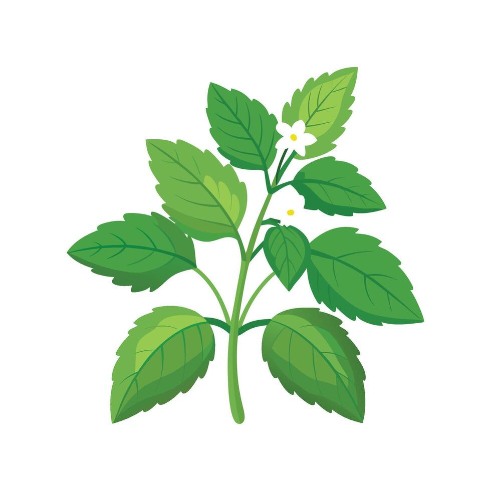 Lemon Balm Botanical Art Illustration vector