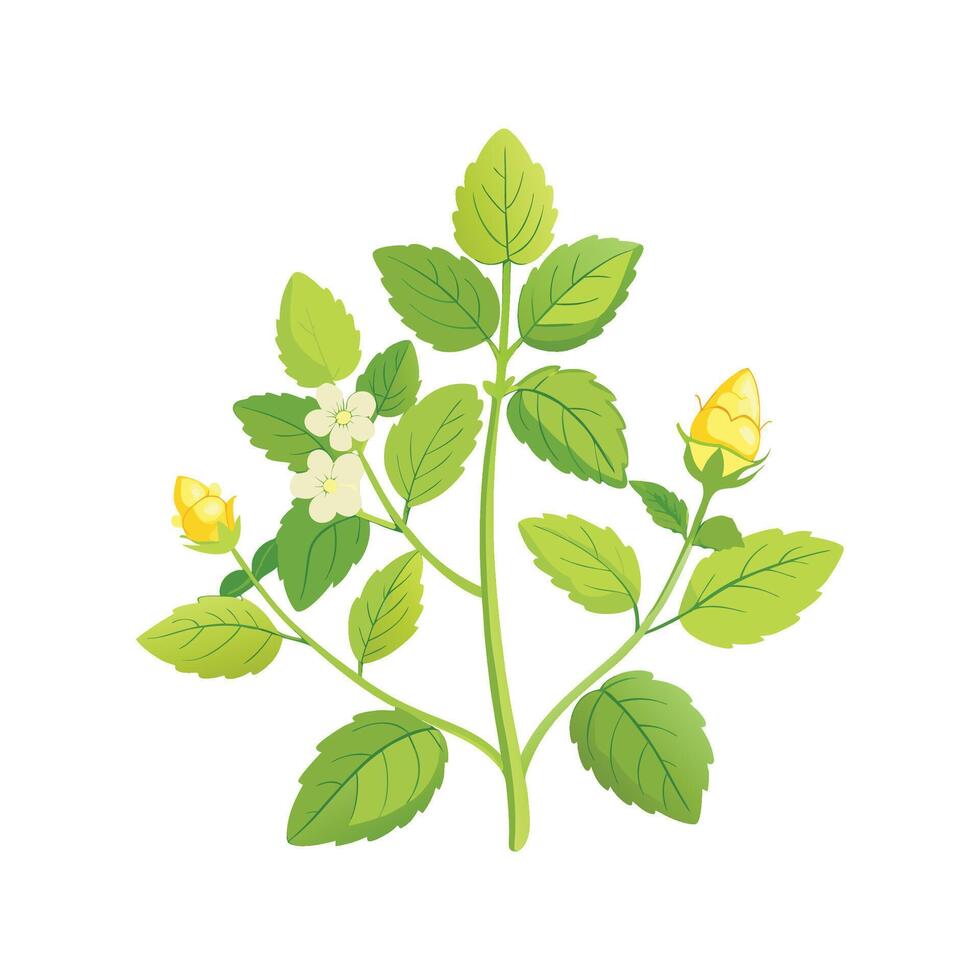 Lemon Balm Melissa Officinalis Digital Art vector