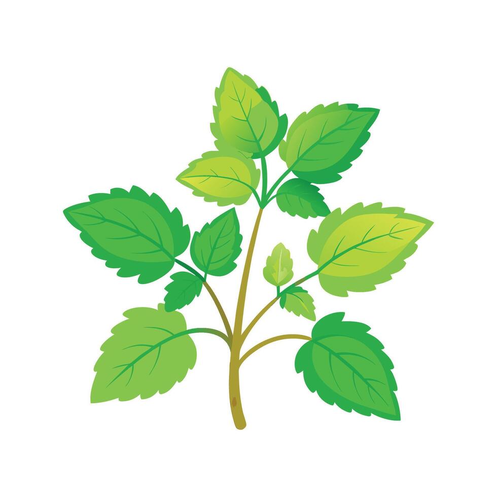 Creative Lemon Balm Melissa Officinalis Art vector