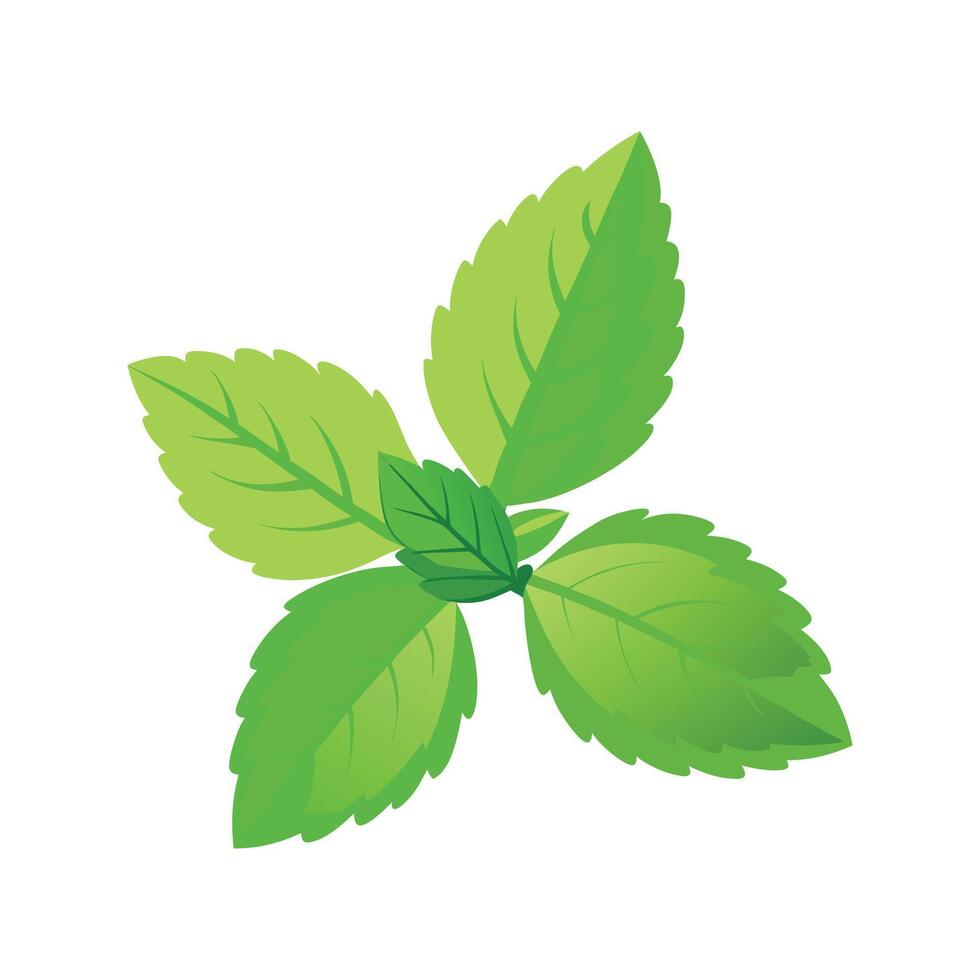 Unique Melissa Officinalis Lemon Balm Design vector