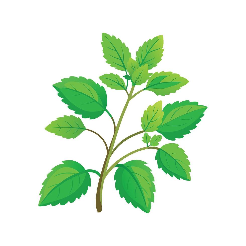 Stunning Lemon Balm Illustration Art vector