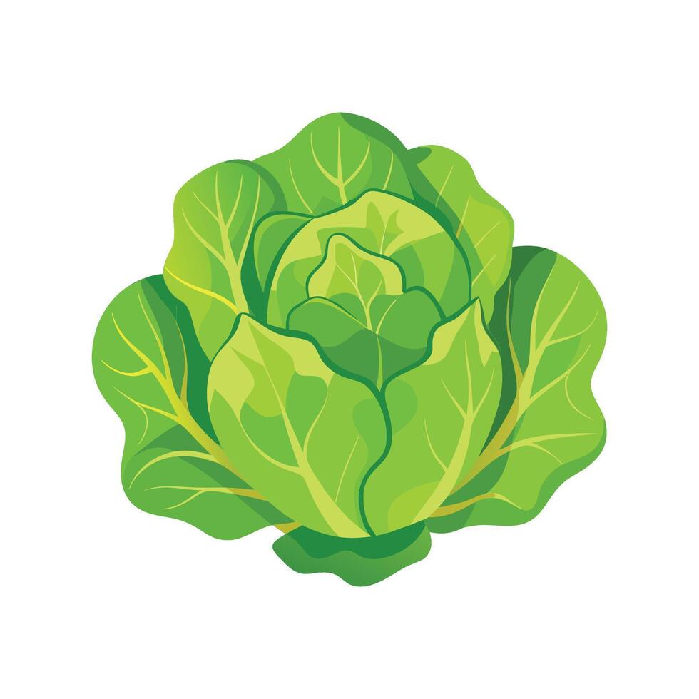 Lettuce Plant Stylish Illustration vector
