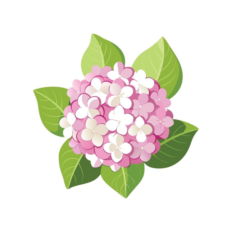 Vibrant Limelight Hydrangea for Floral Decor vector