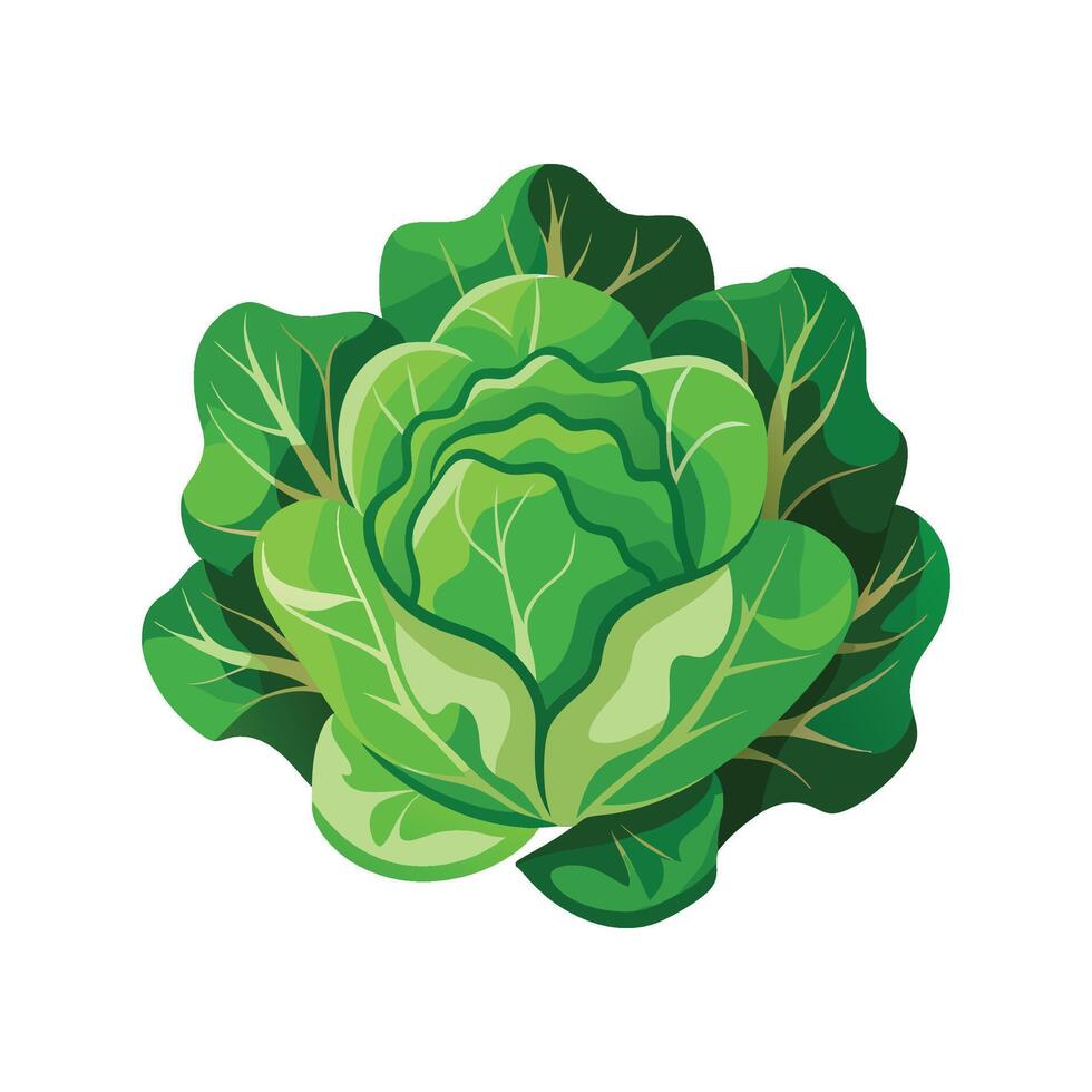 Lettuce Plant Botanical Design vector