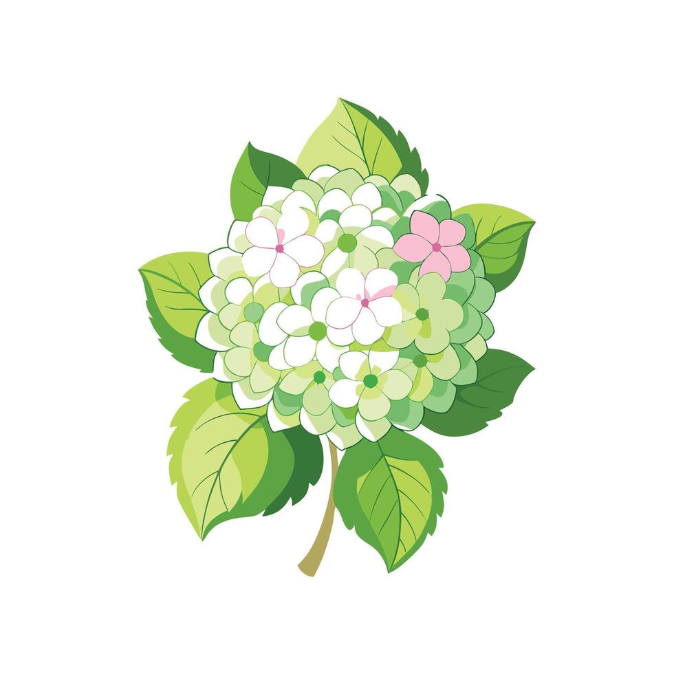 Beautiful Limelight Hydrangea Artwork vector